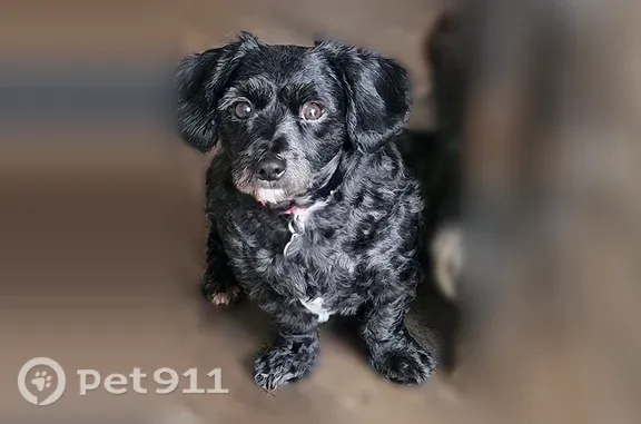 Lost dog, Wertsville Road, 123, Ringoes - intact male wire-haired dachshund - photo
