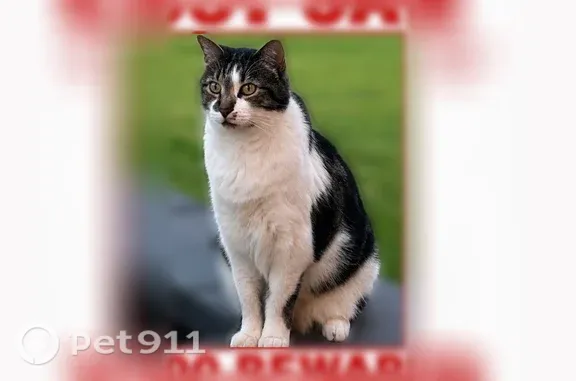 Lost cat, East 180 North, 672, Salem - male, short-haired, white with brown tabby patches - photo
