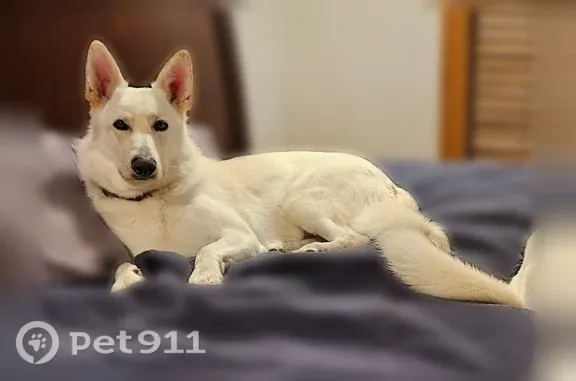 Lost dog, Blue Licks, Kentucky, Ewing - male, white GSD with orange collar - photo