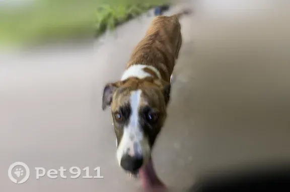 Lost dog, Friendship Rd., Oxford AL, Lincoln - female greyhound mix - photo