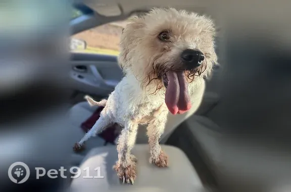 Found dog Houston, photo: Found dog, Sporan Lane, 9018, Houston - small white female with a thin colorful collar