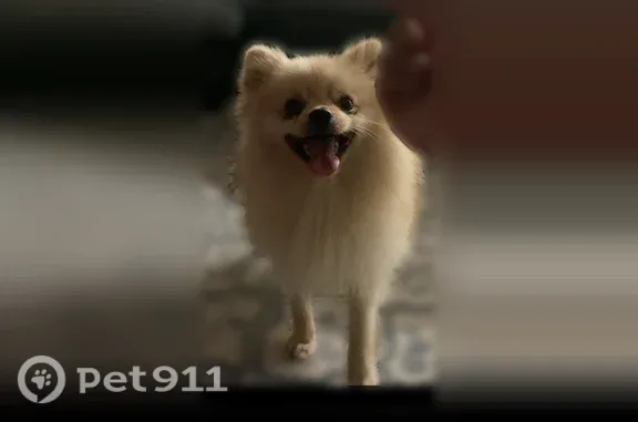 Lost dog, Lawrence Avenue, 2120, Indianapolis - male - photo
