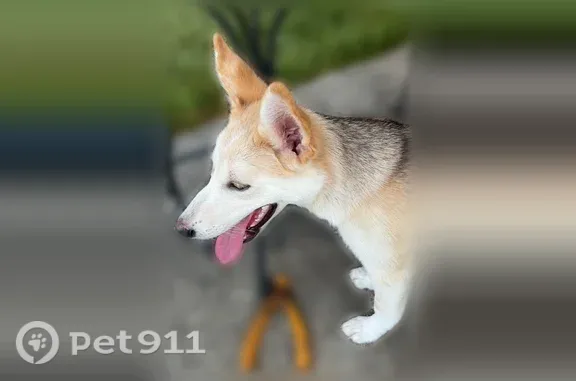 Found dog Austin, photo: Found dog, Buenos Aires Parkway, 12849 1/2, Austin - female with white face and red ears