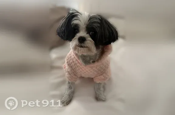 Lost dog, North Main Street, 69, Clearfield — female, 9 lbs - photo