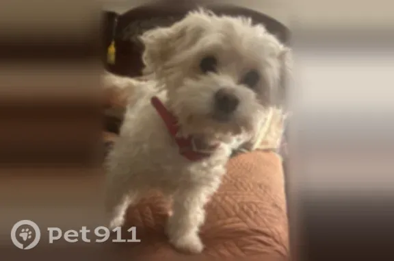 Lost dog, Shakerwood Road, 19400, Warrensville Heights, Chicago - female, white multipoo, 11.5 years old - photo