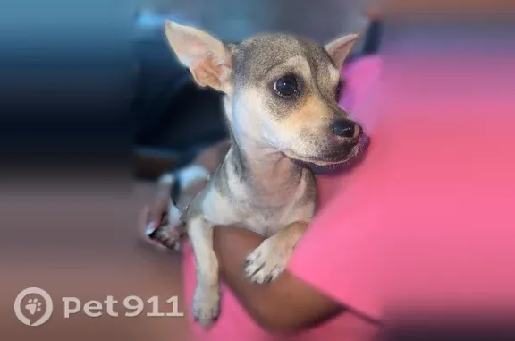 Found dog Lubbock, photo: Found dog, 43rd Street, 6205, Lubbock - female, shy, small whimpering