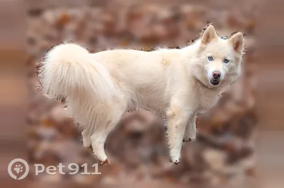 Lost dog, Bonner Road, 1402, Gaffney - female, white with blue eyes - photo