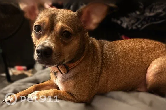 Lost dog, Cottonwood Road, Suffolk - male, brown and white chihuahua mix with orange collar - photo