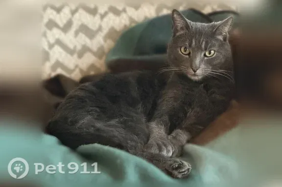 Lost cat, Slater Avenue, 140, Providence — male, polydactyl with oversized paws - photo