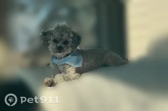 Lost dog, West 20 Road, 1504, Omaha - female teacup poodle - photo