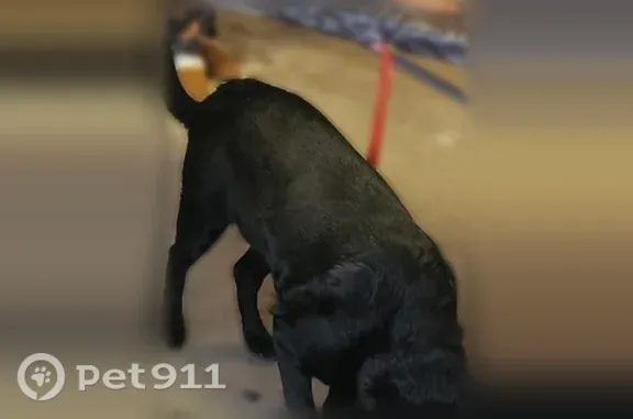 Lost dog, Doris Place, 7605, Oklahoma City — male German shepherd with camo collar - photo