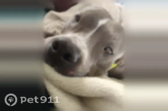 Lost dog, Cameron, Oklahoma, Kansas City — blue and white, anxious - photo