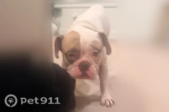 Found dog South Jordan, photo: Found dog, Oquirrh Lake Road, 10594, South Jordan - white and tan bulldog with major allergies
