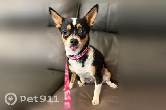 Lost dog, Kingston Bluff Drive, 124, Longs, North Myrtle Beach - female small chihuahua - photo