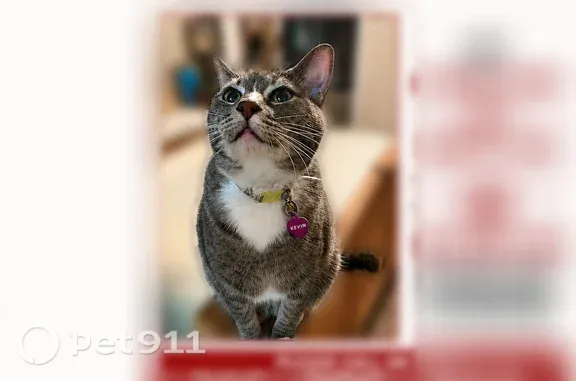 Missing cat Wichita Falls, photo: Lost cat, North Shore Drive, 4712, Wichita Falls - male, white socks