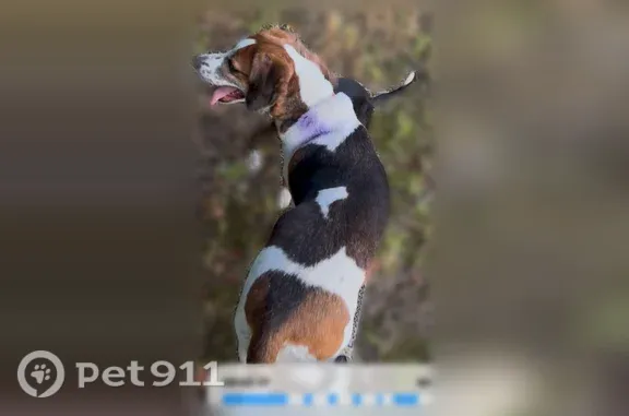 Lost dog, Harrisville Road, Worth Township, Grove City - timid, friendly female coyote hunting dog - photo