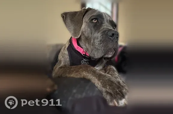 Lost dog, Holden Street, Attleboro, Avon — female, brindle, pink collar - photo