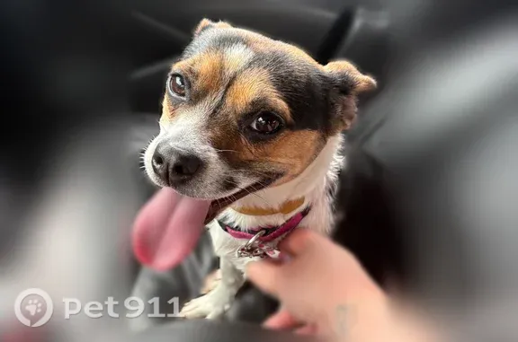 Found dog Wyoming, photo: Found dog, Godfrey Avenue Southwest, 1706, Wyoming — female, very timid