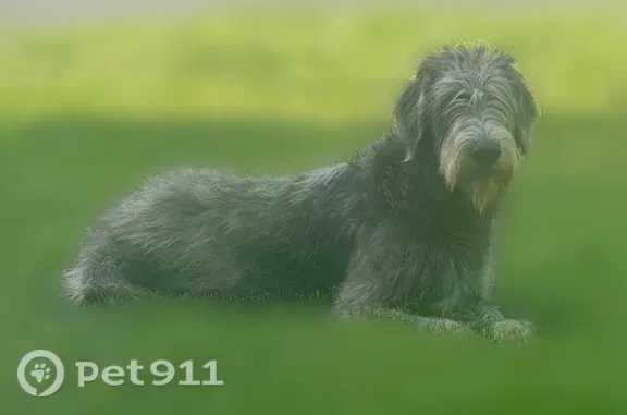 Lost dog, Sunset Lake Road, 52, Marksboro - female Irish wolfhound - photo