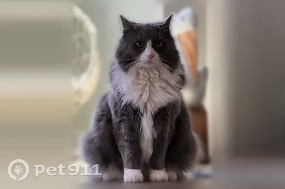 Lost cat, Old Chatham Road, 310, Dennis - gray and white long-haired female, 10 years old - photo