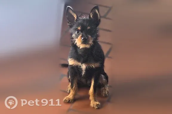 Lost dog, Braddock Street, 3320, Philadelphia - mostly black and brown, white spot on chest - photo