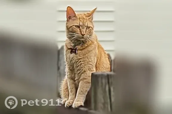 Lost cat, English and State, Indianapolis - orange male with blue and silver collar - photo