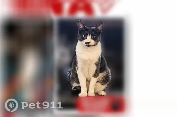 Lost cat, Road 2469, 23, Aztec, Colorado Springs - short hair, gray dot by the nose - photo