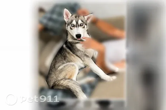 Lost dog, Offer Street, 585, San Antonio - grey, black and white, pink mole near the nose - photo