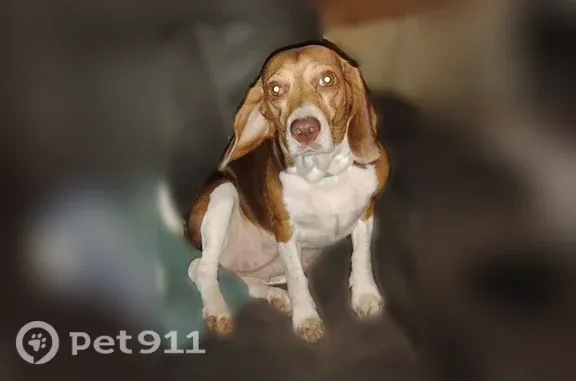 Lost dog, River Road, 600, Goodrich - female beagle with a spot on her right eye - photo