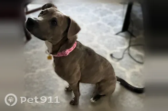 Lost dog, Crossing Way, 153, Bristol - female, pink collar - photo