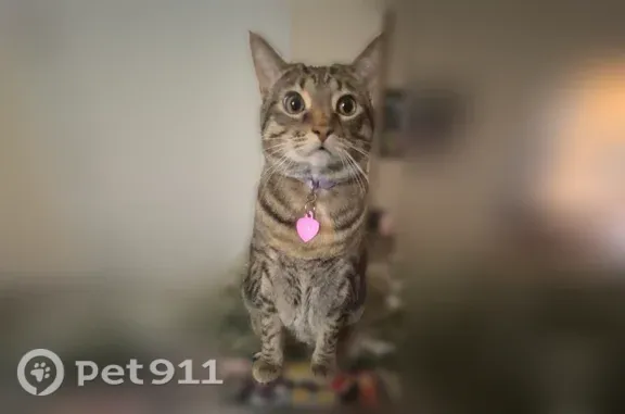 Lost cat, Park Hill Road, 460, Collierville - female, weak back legs - photo