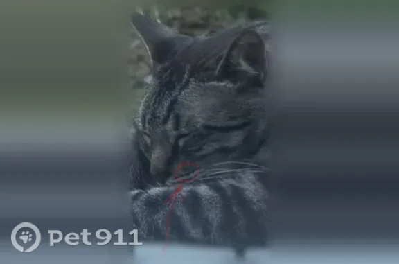 Lost cat, Wembley Downs Drive, 5600, Arlington - gray with black stripes - photo