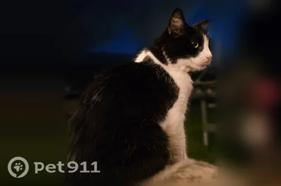 Lost cat, Nanialii Street, Kailua - female tuxedo cat - photo