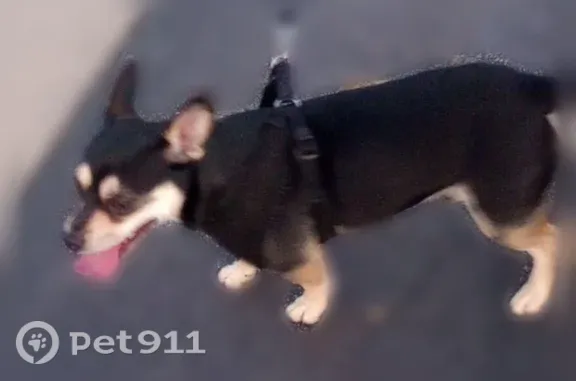 Lost dog, Little Osage Creek Trail, Bentonville — small, stout chiweenie - photo