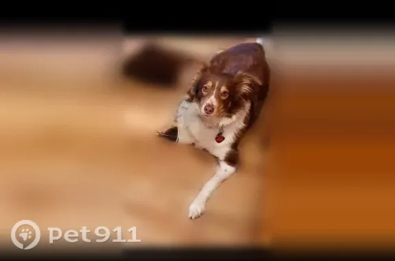Lost dog, Riggans Way, 230, Wake Forest - brown and white, deaf, almost blind - photo