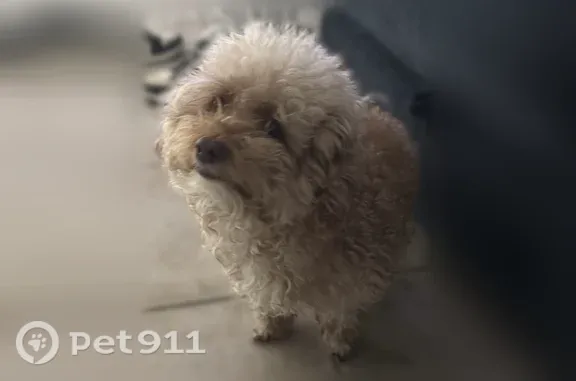 Lost dog, West Rio Salado Parkway, Mesa - small, calm, light brown curly coat, white chest - photo