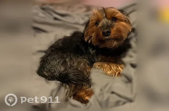 Lost dog, Seminole Avenue, Redford Township, Livonia - black and brown - photo