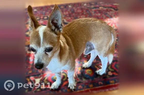 Found dog SeaTac, photo: Found dog, 46th Avenue South, 18108, SeaTac — timid male, no collar
