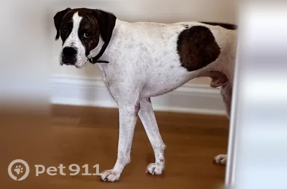 Lost dog, Haycraft Road, Owensboro, Detroit - white with brown brindle spots - photo