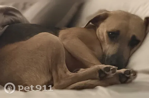 Missing dog Austin, photo: Lost dog, West Lawndale Drive, 1718, San Antonio, Austin