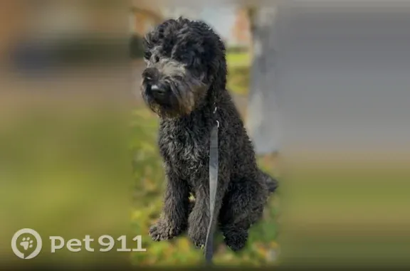 Lost dog, Northwest 104th Terrace, 1117, Orlando - black furry male - photo