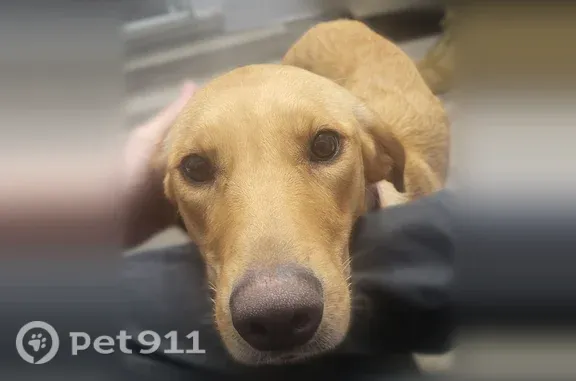 Lost dog, South Fisher Avenue, 197, Kewanee - skittish yellow Lab with a pink collar - photo