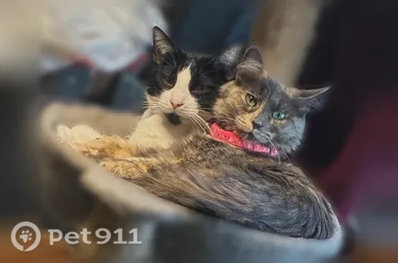 Lost cat, 12th Avenue South, 771, Saint Cloud, St. Cloud - male, black and white, pink nose - photo