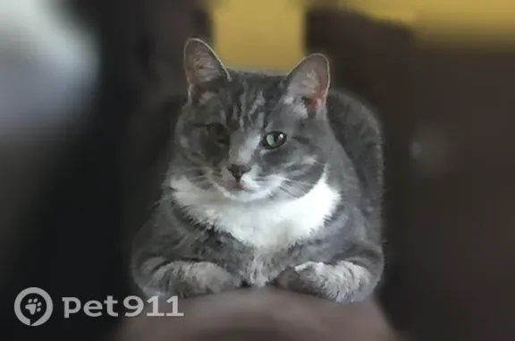 Lost cat, Oxford Street, 401, Vineland — grey tabby with 4 white paws - photo