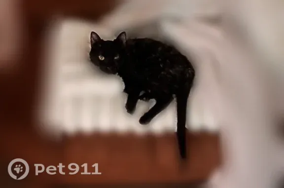 Lost cat, female, Ashborne Lane, 404, Simpsonville — tortoiseshell, black collar - photo