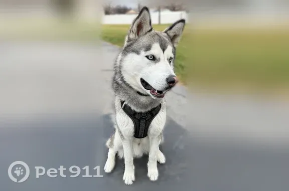 Lost dog, Wolf Creek Campground, Kamas - male Husky with blue eyes - photo