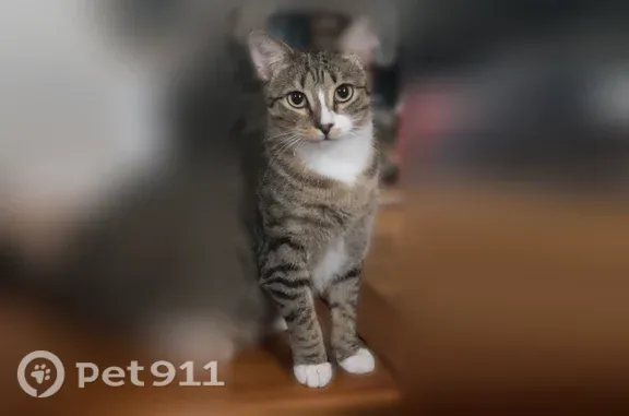 Lost cat, Flat Rock Road, Elkhart - female tabby with white chest - photo
