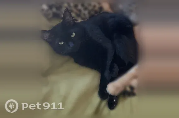 Lost cat, Edgemont Road, 10342, Edgemont, Arlington — male, all black, short fluffy tail - photo