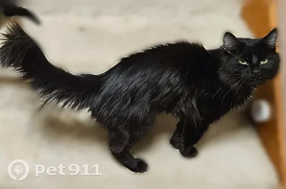Lost cat, Maryland Street, 125, Bismarck — male, big fluffy tail - photo