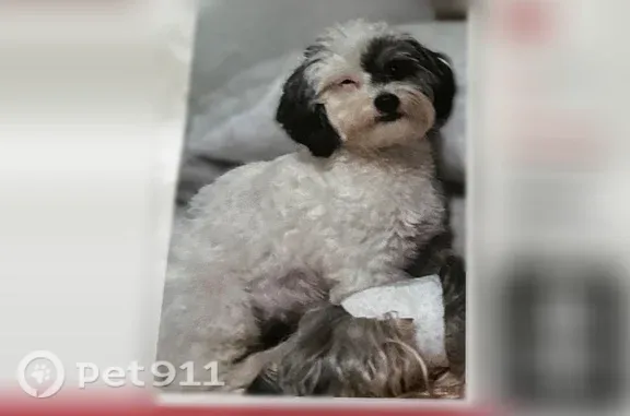 Lost dog, Via Sol Drive, Edinburg, San Antonio - female - photo